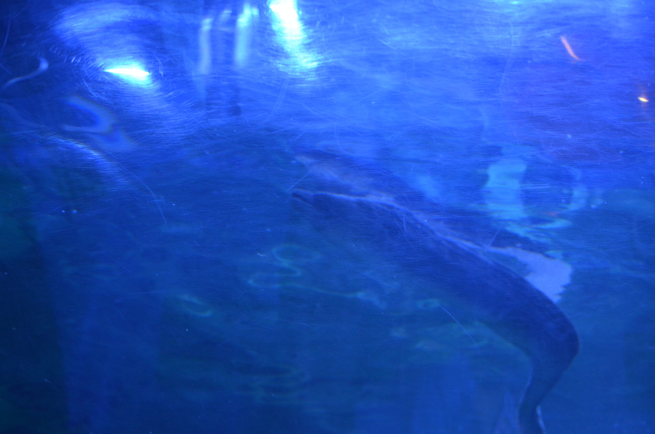 YOSAKOIソーラン祭り2019