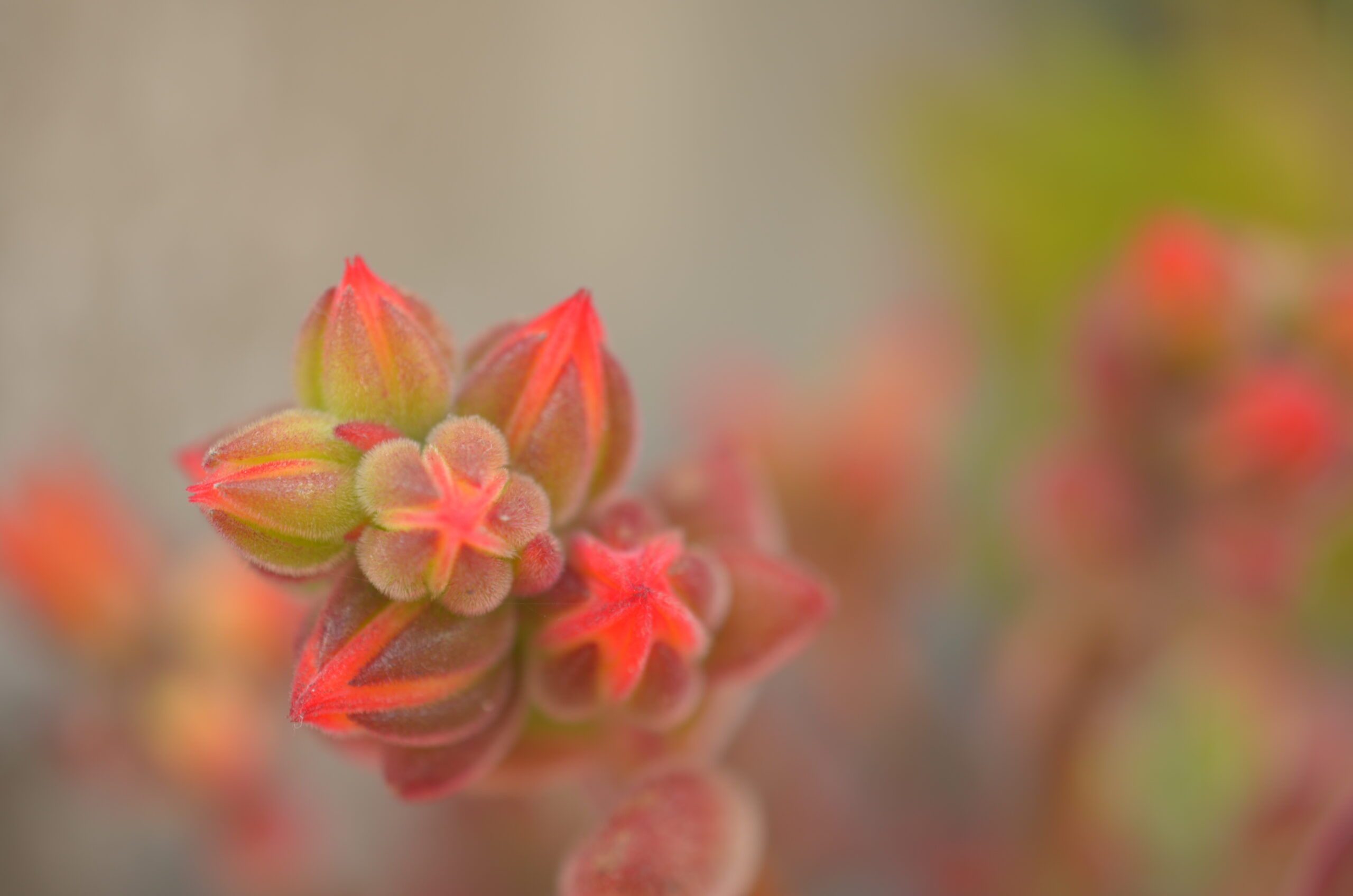 お隣の多肉くん達