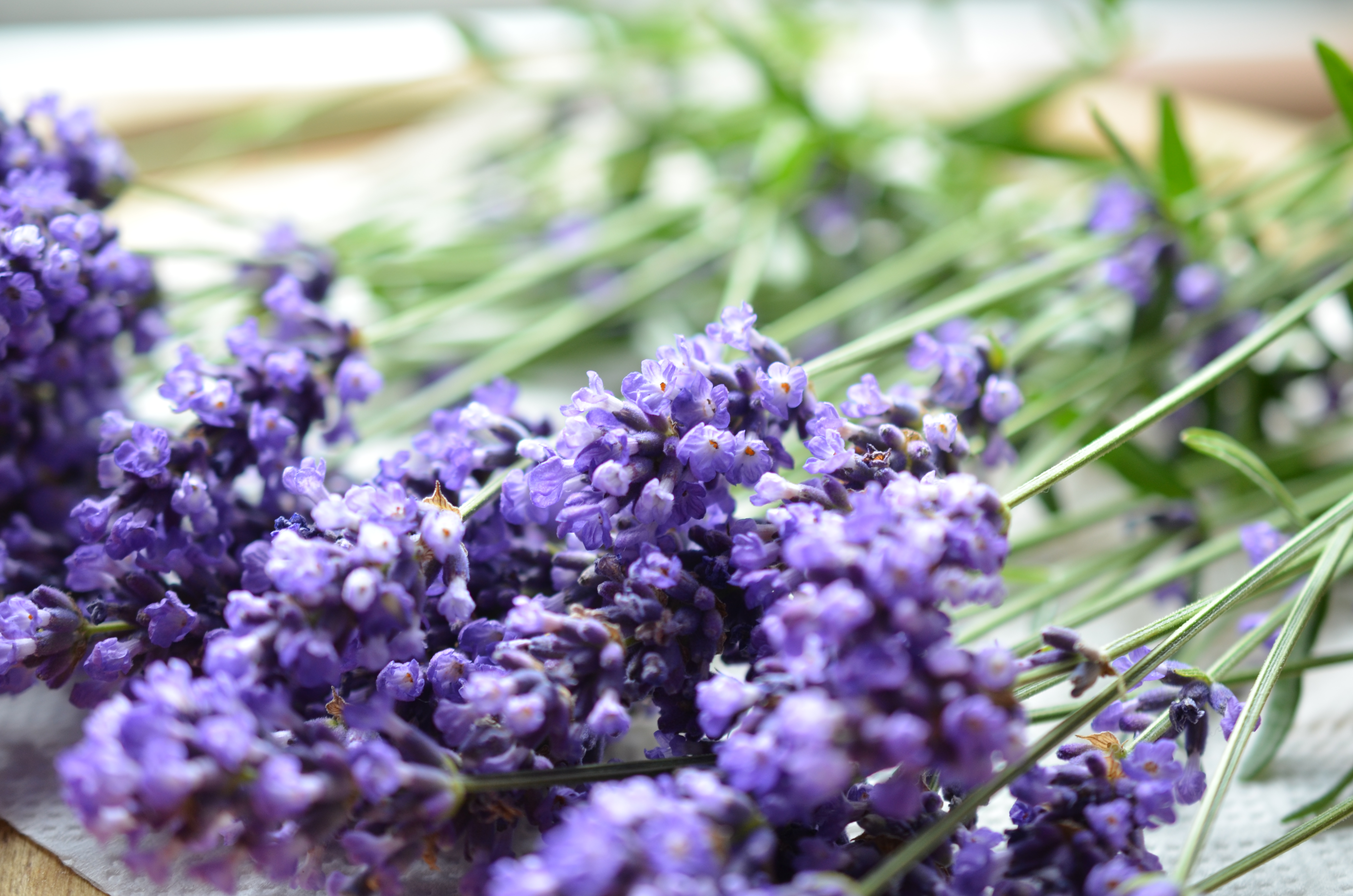 収穫したイングリッシュラベンダーをドライフラワーに